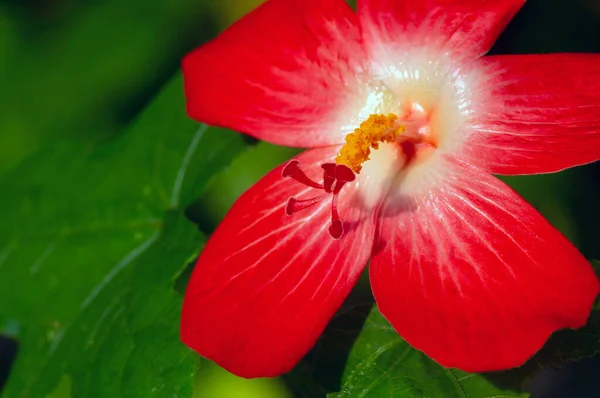 Detailní Záběr Krásu Červené Květiny Hibiscus Rodina Mělkém Zaměření — Stock fotografie