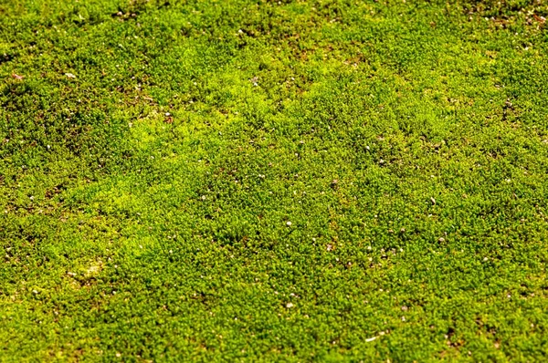 Mousse Verte Sur Pierre Foyer Peu Profond — Photo