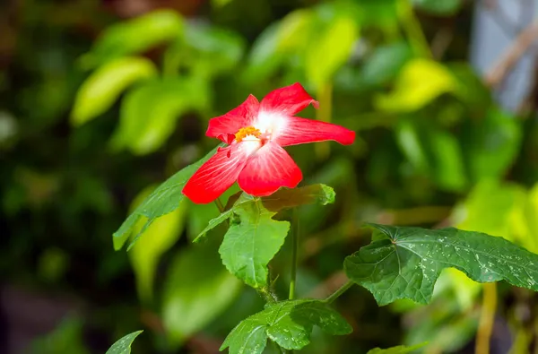 Язок Красою Червоної Квітки Родини Гібіска Малому Фокусі — стокове фото