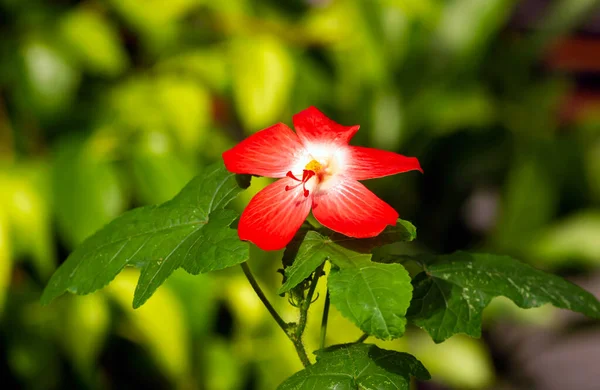 Close Uma Beleza Flor Vermelha Família Hibiscus Foco Raso — Fotografia de Stock