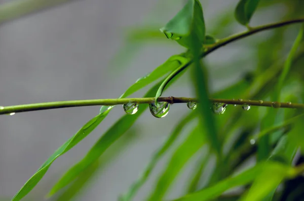 Folhas Verdes Bambu Dias Chuvosos Para Fundo Natural — Fotografia de Stock
