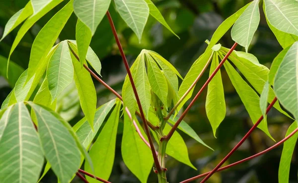 Cassava Mandioa Maniok Tapiokabäume Manihot Esculenta Junge Grüne Blätter — Stockfoto