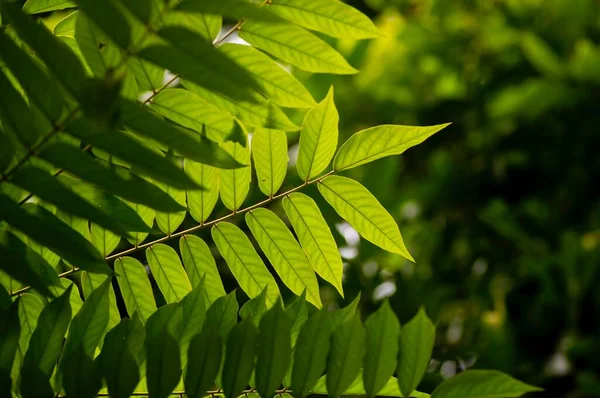 Απεσταλμένα Πράσινα Φύλλα Averrhoa Bilimbi Κοινώς Γνωστά Bilimbi Αγγούρι Δέντρο — Φωτογραφία Αρχείου