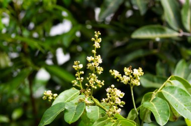 Longan çiçeği (Dimocarpus longan), yüzeysel odak