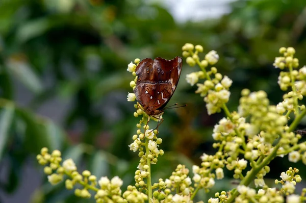 Motyl Jedzący Nektar Długich Kwiatów Dimocarpus Longan Pomagający Zapylaniu Nawożeniu — Zdjęcie stockowe