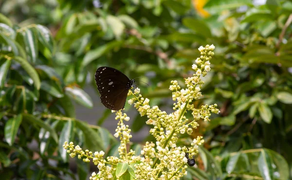 Een Vlinder Die Nectar Eet Van Longanbloemen Dimocarpus Longan Bestuiving — Stockfoto