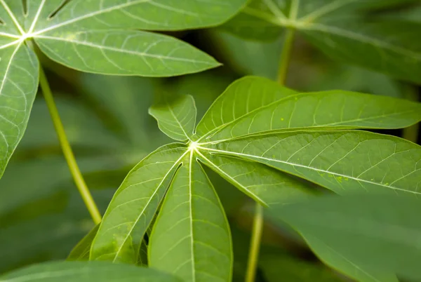 Cassava Mandioa Maniok Tapiokabäume Manihot Esculenta Junge Grüne Blätter Flacher — Stockfoto
