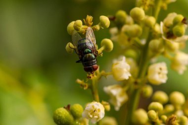 Dimocarpus Longan çiçeğinde bir sinek, seçilmiş odak