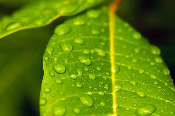 Longan Dimocarpus Longan Folhas Verdes Com Respingo Água Para Fundo — Fotografia de Stock