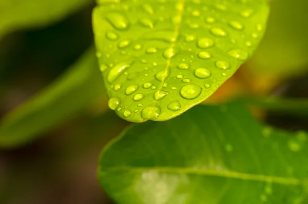 Longan Dimocarpus Longan Folhas Verdes Com Respingo Água Para Fundo — Fotografia de Stock