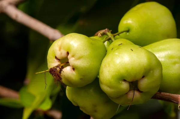 Young Water Apples Fruits Syzygium Aqueum Its Tree Known Rose — Stock Photo, Image