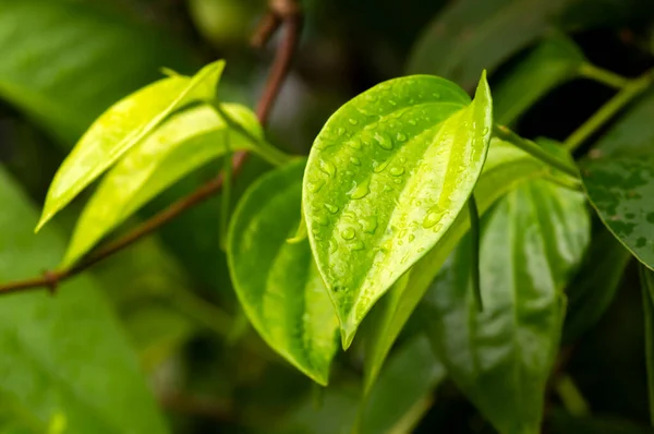 Grüne Betel Piper Betle Blätter Mit Wasserspritzer Flachen Fokus — Stockfoto