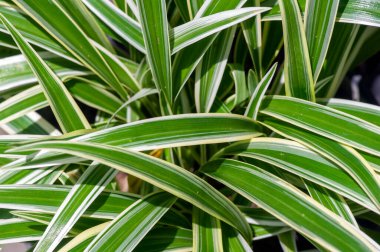 Lili Paris (klorophytum comosum), genellikle örümcek bitkisi olarak adlandırılır.