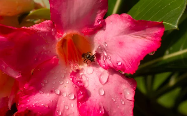 Close Adenium Flower Also Known Desert Rose Water Splash — Fotografia de Stock