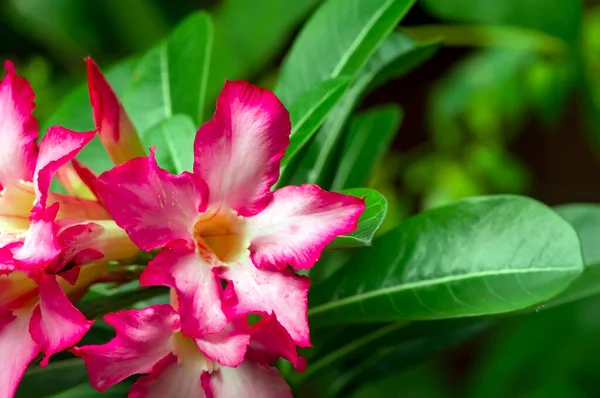 Gros Plan Fleur Adenium Également Connue Sous Nom Rose Désert — Photo