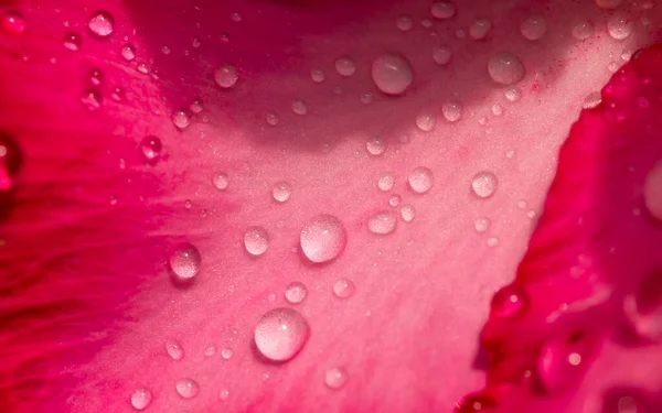 Close Adenium Flower Also Known Desert Rose Water Splash — Stock Photo, Image