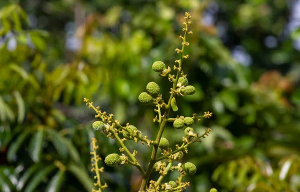 Longan Flowers Young Fruits Dimocarpus Longan Shallow Focus — Stock Photo, Image