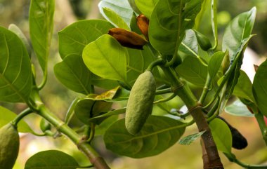 Genç Jack meyvesine ve ağaçtaki çiçeğine yaklaş.