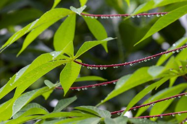 Cassava, Mandioa, Manioc, Tapioca ağaçları (Manihot esculenta), genç yeşil yapraklar, seçilmiş odak