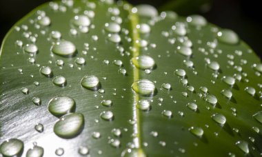Nyamplung, mastwood (Calophyllum inophyllum) yeşil yapraklar doğal arkaplan için su sıçraması