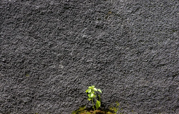 Une Petite Plante Poussant Sur Mur Ciment Contexte Naturel — Photo