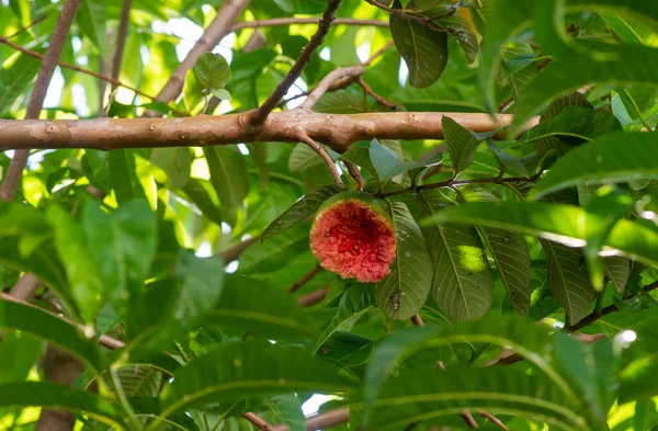 Una Fruta Guayaba Roja Madura Psidium Guajava Árbol Comido Por —  Fotos de Stock