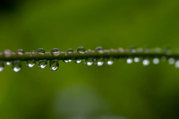 Close Morning Dew Freshness Plant Branch Selected Focus — Fotografia de Stock