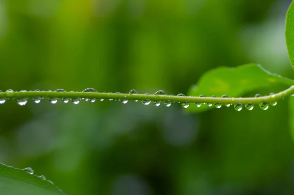 Close Morning Dew Freshness Plant Branch Selected Focus — Stock Photo, Image