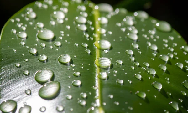 Nyamplung Щогли Calophyllum Inophyllum Зелене Листя Бризками Води Природного Фону — стокове фото