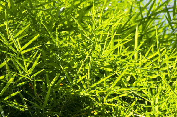 Μπαμπού Πράσινα Φύλλα Ηλιόλουστες Ημέρες Για Φυσικό Υπόβαθρο — Φωτογραφία Αρχείου