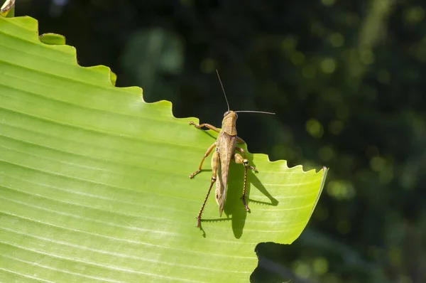 Saltamontes Comiendo Una Hoja Plátano Verde —  Fotos de Stock