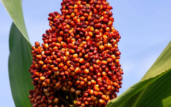 Sorghum, yiyecek ve yenilenebilir enerji solüsyonunu kapat
