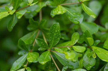Ketapang Kencana (Terminalia mantaly), Madagaskar badem yeşili yapraklar