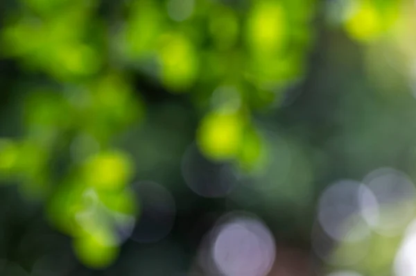 Zelené Žluté Bokeh Abstraktní Pozadí Barevné Třpytky Odostřené Listí Zahradě — Stock fotografie