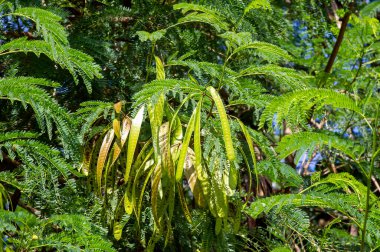 River tamarind (Leucaena leucocephala) seeds and green leaves