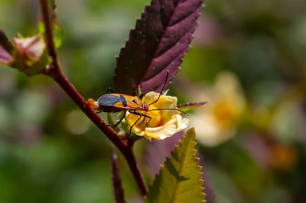 Red Head Beetle Yellow Flower — Zdjęcie stockowe