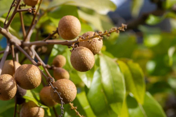 Longan olgun meyveleri (Dimocarpus longan) ağaçta, sığ bir odak noktasında