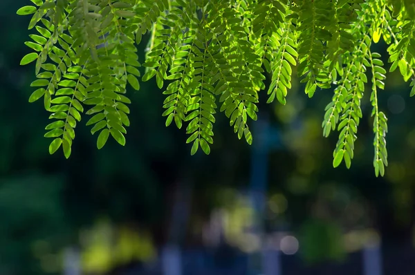 Rzeka Tamarind Leucaena Leucocephala Zielone Liście Bokeh Tle — Zdjęcie stockowe