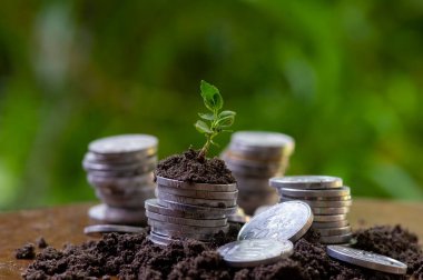 A young green plant growth through a stack of coins. Business  and money growing concept