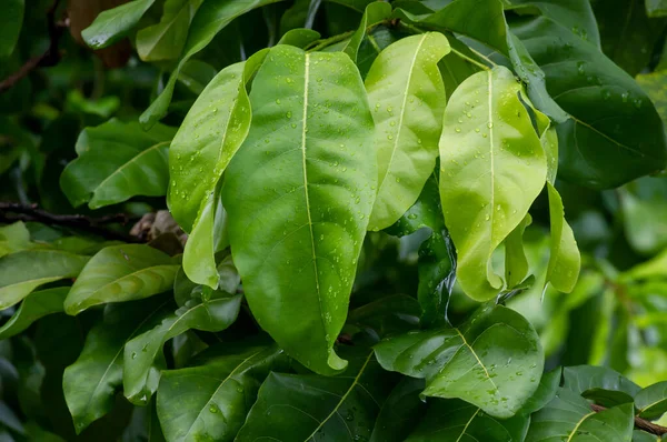 Folhas Gayam Inocarpus Fagiferus Conhecidas Como Castanhas Otaheite Castanhas Polinésia — Fotografia de Stock
