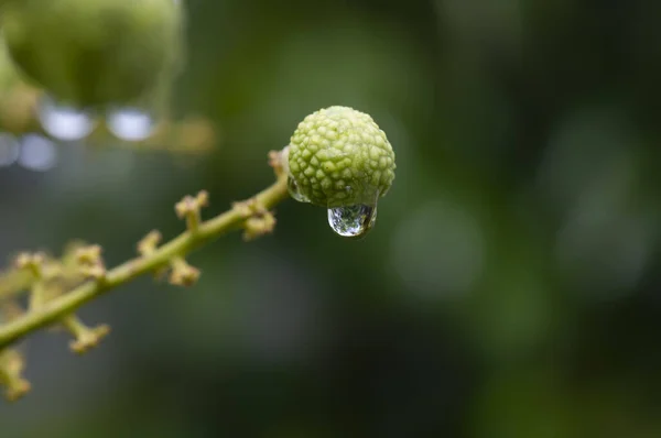Longan Ripe Fruits Dimocarpus Longan Water Drops Shallow Focus — Fotografia de Stock