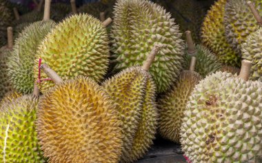 Durian meyvelerini kapat (Durio zibethinus)