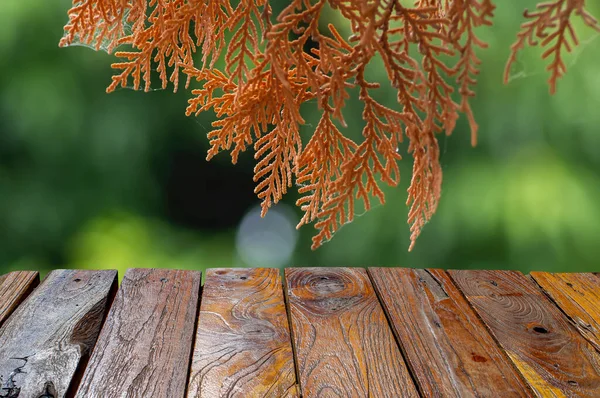 Gammal Teak Trä Tomt Bord Framför Torra Arborvitaes Thuja Spp — Stockfoto