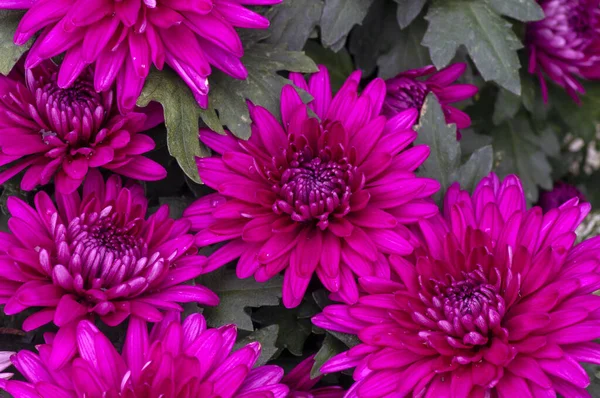 Beleza Das Flores Crisântemos Rosa — Fotografia de Stock