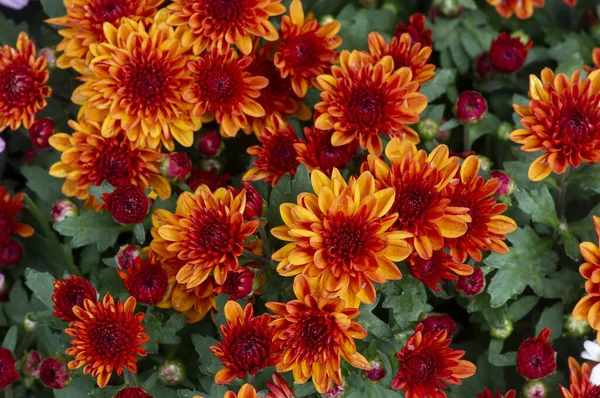 Die Schönheit Der Gelb Orangen Chrysanthemen Blüten — Stockfoto