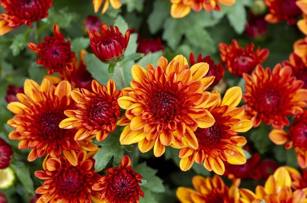 Die Schönheit Der Gelb Orangen Chrysanthemen Blüten — Stockfoto