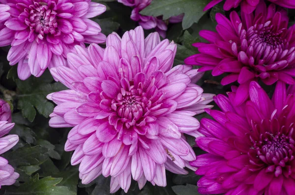 Die Schönheit Der Rosa Chrysanthemen Blüten — Stockfoto