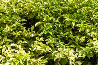 Yeşil yabani çay (Acalypha siamensis) doğal arka plan için yapraklar