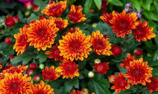 Die Schönheit Der Gelb Orangen Chrysanthemen Blüten — Stockfoto