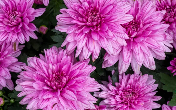 Die Schönheit Der Rosa Chrysanthemen Blüten — Stockfoto